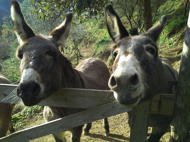 Ercolino-Mira 02.jpg